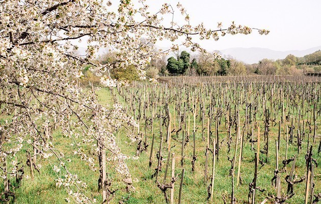 Tenuta di Fessina Tenuta di Fessina