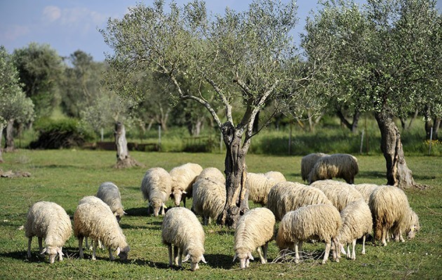 Sa Mandra Sa Mandra